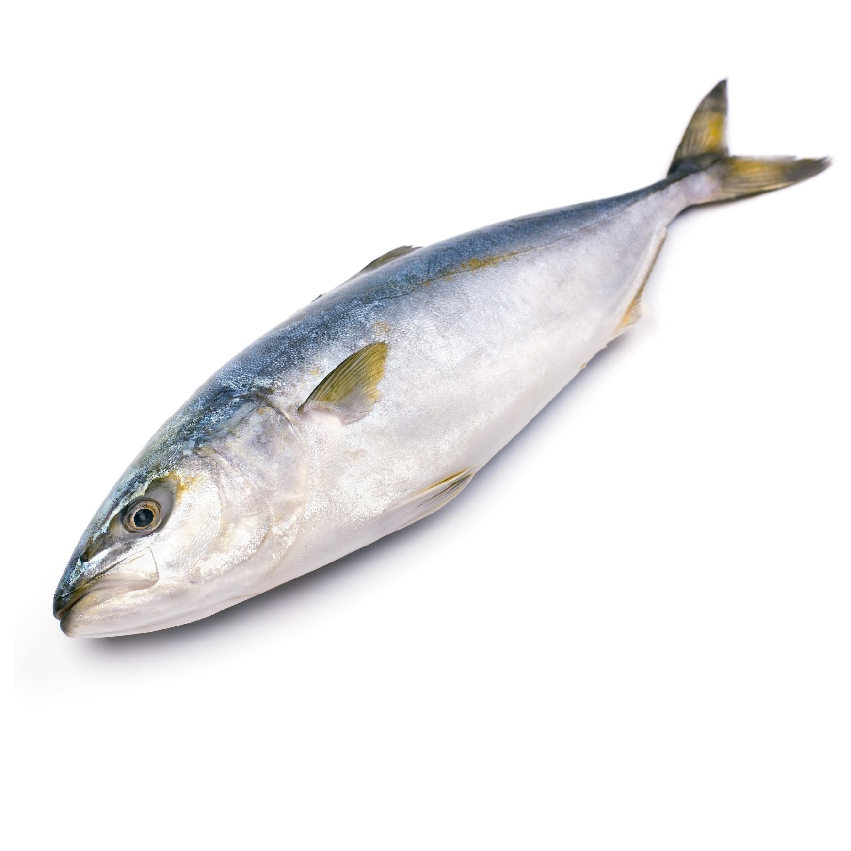 Hamachi Fish Types Fresh Hamachi Sashimi (Japanese Yellowtail)